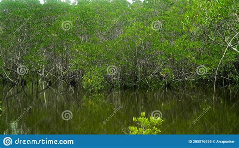 Green Mangroves Bohol Philippines Stock Photo Image Of Forest