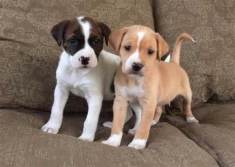 Find boxer puppies and breeders in your area and helpful boxer information. Boxer Puppies For Sale | Birmingham, AL #280929 | Petzlover