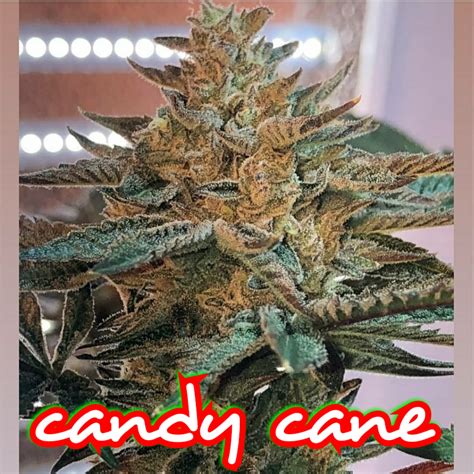 Candy Cane Strain Half Pack Heavily Connected Seeds