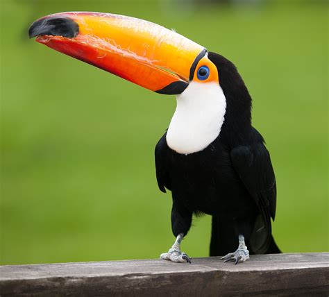 List Of Toucans Wikipedia