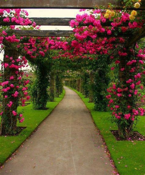 A Beautiful Rose Walkway Growing On Arches Beautiful Gardens