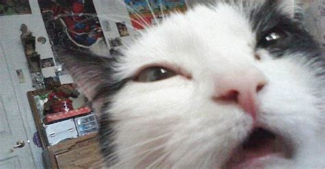 These Epic Cat Fails Prove That Cats Are Actually So Adorably Awkward
