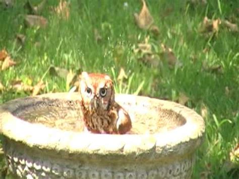 Use the mouse to perform all the caring steps. screech owl taking a bath - YouTube