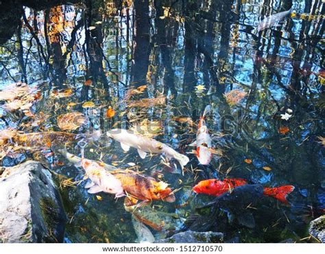 Koi Carp Fish Autumn Season Goshikinuma Stock Photo Edit Now 1512710570