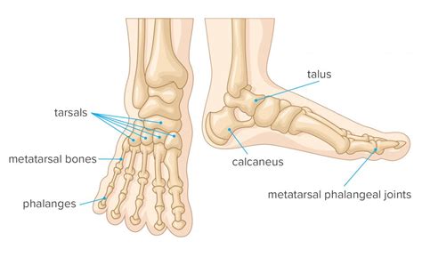 Foot And Joints Of Foot Chart Anatomy And Pathology Sem Trainers Porn