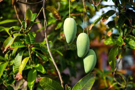 Fresh Green Mango Fruit On The Tree Stock Photo Image Of Growth