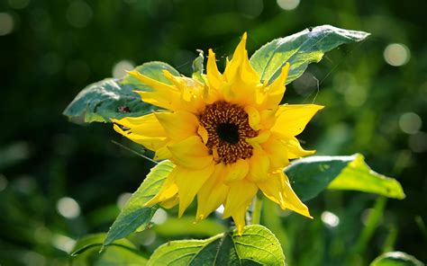 Download Wallpaper 3840x2400 Sunflower Petals Yellow Plant Macro 4k