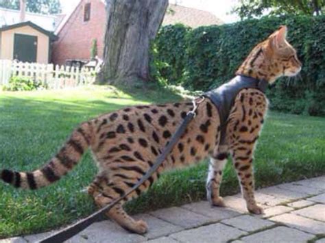 35 Cats with totally cool cat marking | Largest domestic ...