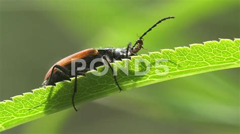 Little Ant Attacks Longhorn Beetle Bug Insect Macro Stock Footage