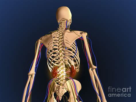 Rear View Of Human Skeleton Showing Digital Art By Stocktrek Images