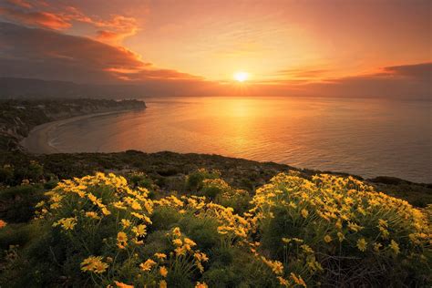 Flowers On The Coast At Sunset Hd Wallpaper Background Image 2048x1367