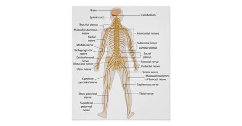 This image is titled nervous system diagram blank and is attached to our article about human nervous system beginner's guide. Diagram of the Human Body's Nervous System Poster | Zazzle ...