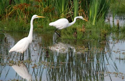 Graceful Herons Egrets Are Slow Stealthy Hunters The Columbian