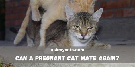 Can A Pregnant Cat Mate Again Answered By Experts