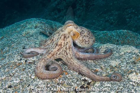 Pictures Of The Common Octopus Images Of Octopus Vulgaris