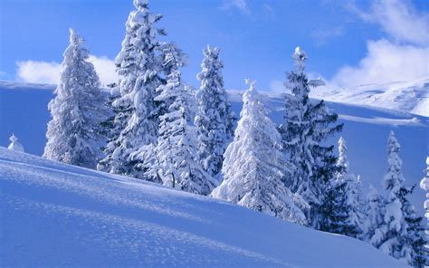 Картинка Зимний пейзаж с деревьями Картинки Зима Бесплатные
