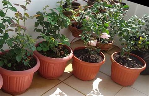 Jika anda juga ingin mencoba untuk menanam bunga mawar/ros, ada beberapa cara bagi anda untuk mendapatkan bibitnya. 12 Tips Menanam & Merawat BUNGA MAWAR di POT POLYBAG agar ...