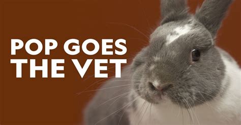 Watch Pop Goes The Vet Tv Show Streaming Online Nat Geo Tv