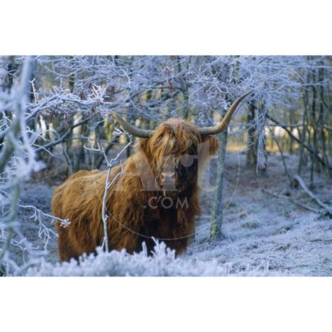 Scottish Highland Cow In Frost Animals Scenic World Culture Unframed