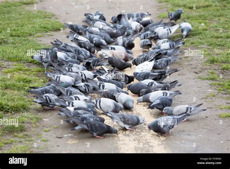 Pigeons Eating In The Park Stock Photo Alamy