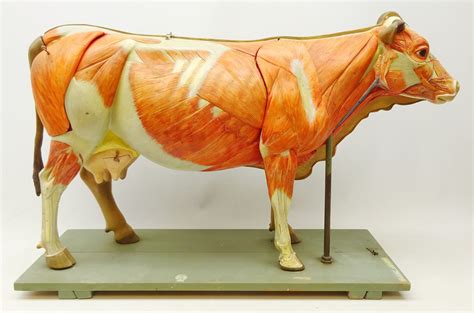 Early To Mid 20th Century Large German Anatomical Model Of A Cow By Veb