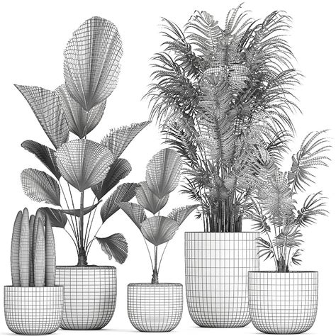 Collection Of Decorative Plants In Flowerpots 816 3d Model For Vray