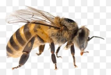 We did not find results for: Transparent Background Minecraft Bee Png ~ news word