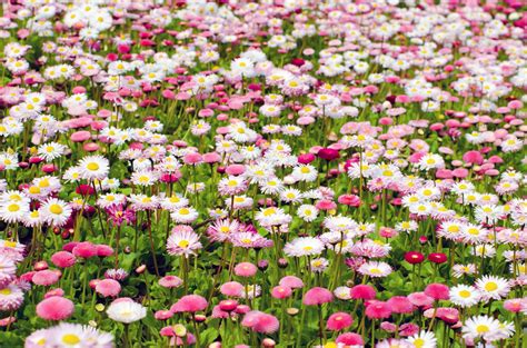 Free Images Nature Blossom White Field Lawn Meadow Flower