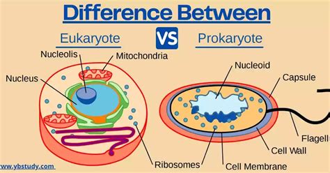 Prokaryotes Vs Eukaryotes Structure