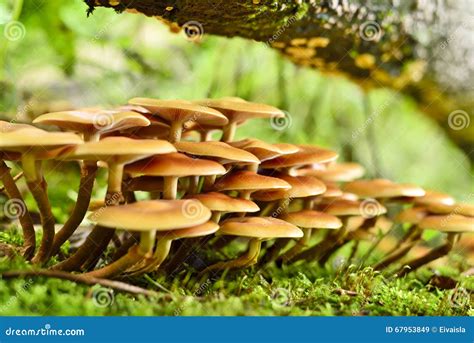 Fresh Mushrooms On A Mossy Tree Trunk Stock Image Image Of Fungus