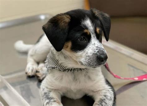 What You Should Know About The Clever Blue Heeler Lab Mix K9 Web