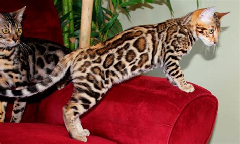 They are very social and intelligent, and are a striking combination of a wildlife independence and fondness. The Best Parrots In The World: Bengal Kittens For Sale Near Me