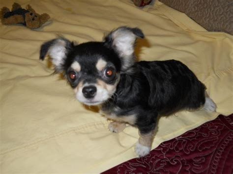 Ckc Cuddly Chihuahua Puppy For Sale In Raleigh North Carolina