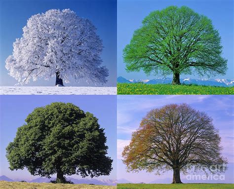 Linden Tree In Four Seasons Photograph By Hermann Eisenbeiss Pixels