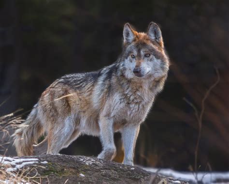 Endangered Mexican Wolves Blamed For More Livestock Deaths Cgtn