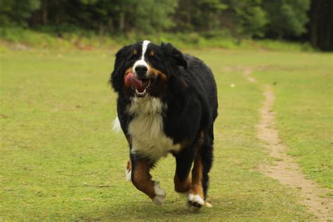 Bernese Mountain Dog Temperament Dog Breed Answers