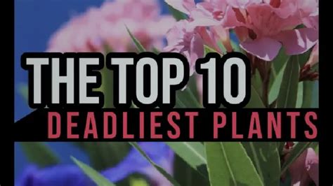 Top 10 Plants That Could Kill You Top 10 Deadliest Plants Worlds Deadliest Plant Youtube