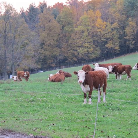 Cows Stateimpact Pennsylvania