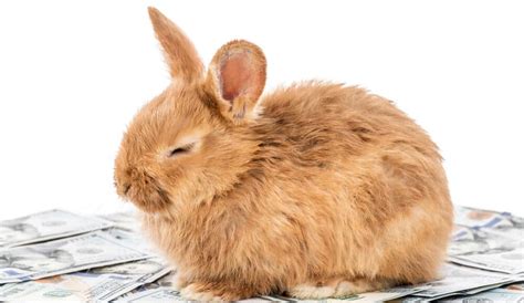How Much Money Is A Rabbit Gegu Pet