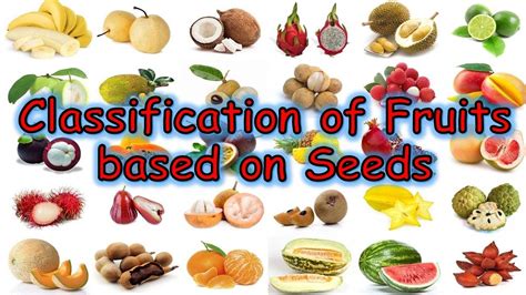 Classification Of Fruits Fruit Types Of Fruit Study Biology Kulturaupice