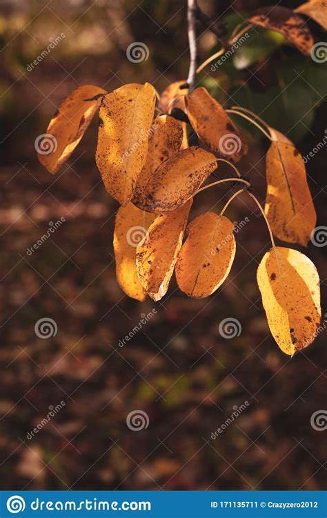 Yellow Autumn Leaves On A Branch With A Blurred Background Stock Image