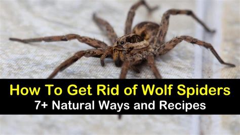 Are Wolf Spider Bites Poisonous Hetyangry