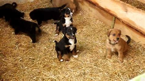 Bernese Mountain Dog Mix Puppies For Sale Youtube