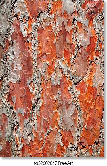Free Art Print Of Red Pine Bark Background Colorful Flaky Orange Bark