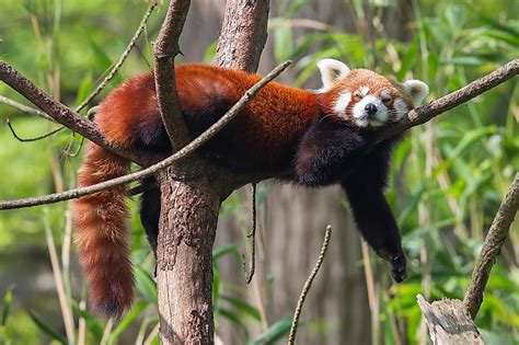 Facts About Red Pandas Live Science 58 Off