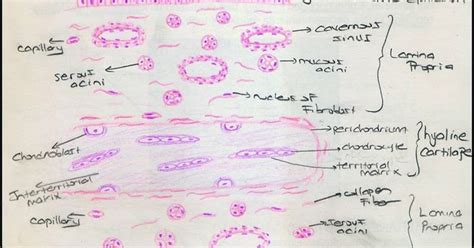 A Diagram Of The Structure Of An Animals Cell Labeled In Pink And White