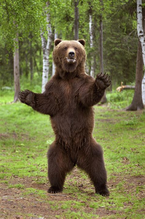 Brown Bear Standing On Hind Legs Photograph By Charles Vandergaw