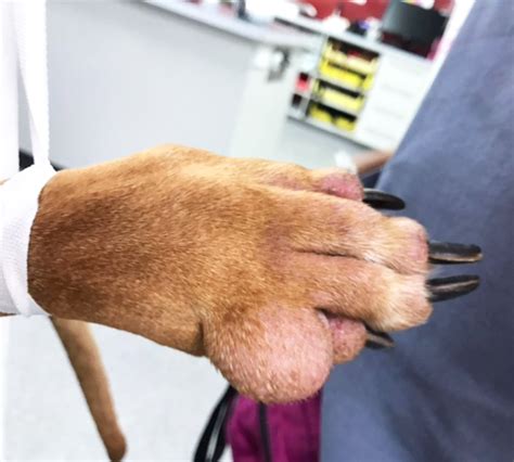 Dry Skin Bumps On Dogs