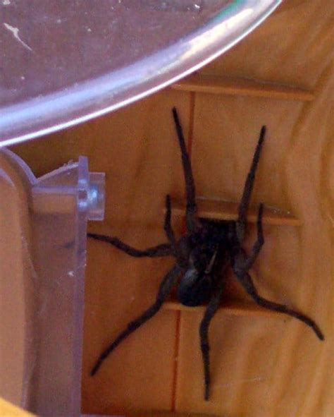 Arizona Wolf Spiders Everything You Need To Know A Z Animals