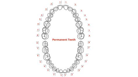 The Tooth Types Function Structure And Nomenclature